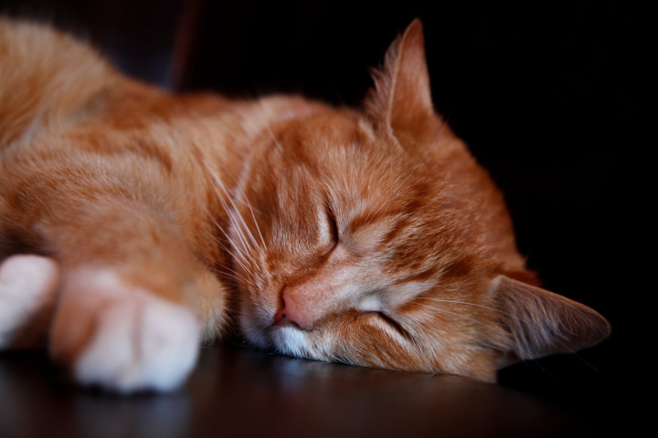 Unlock the Secret to a Productive Day with a Good Nights Sleep: Tips and Tricks for a Better Sleep Quality